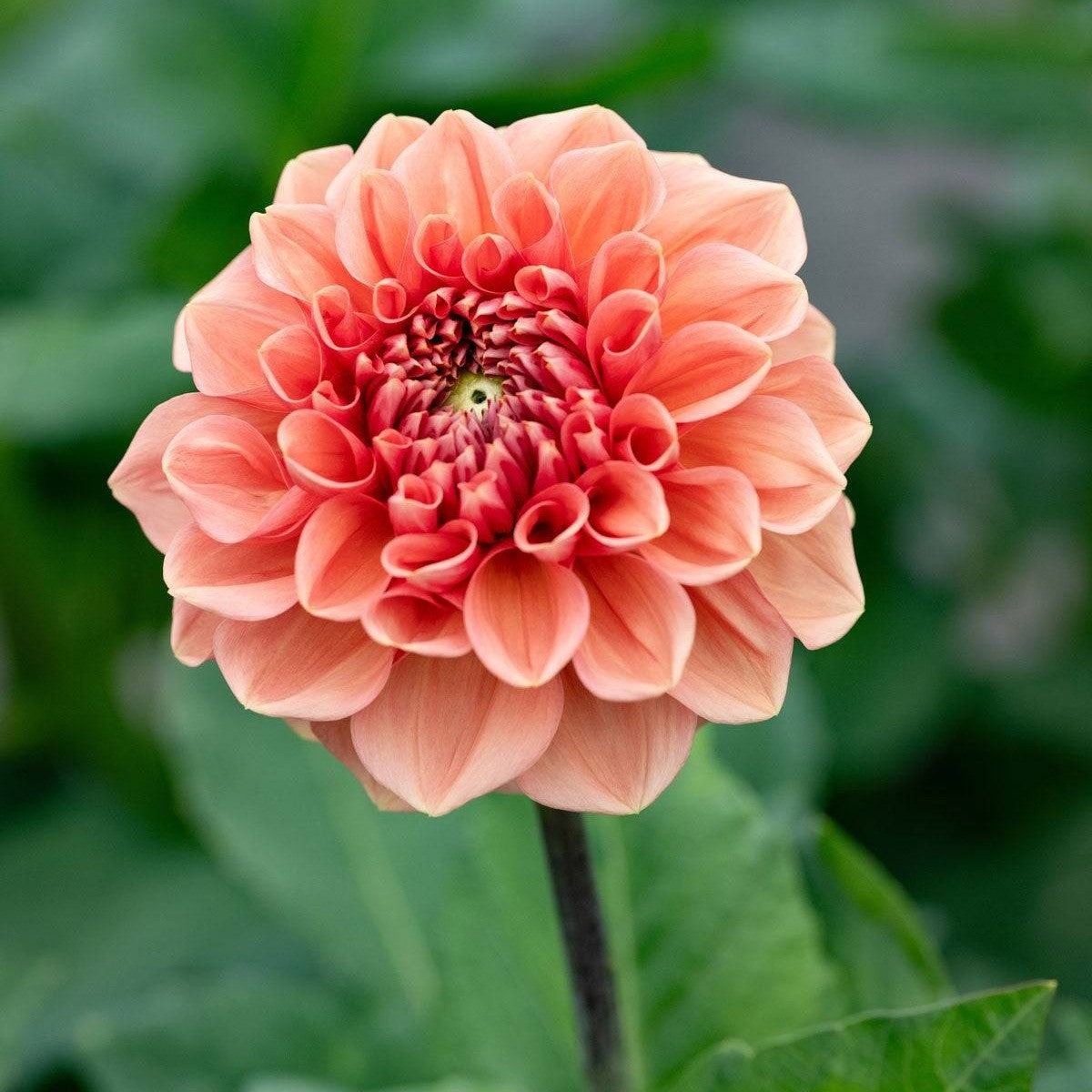 Dahlia Romance Dekorativ 1-pak
